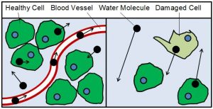 Graphic of a water molecule moving through a blood vessel.